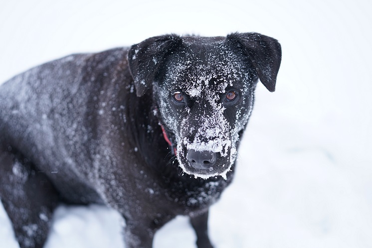 The Dog Behind the Product